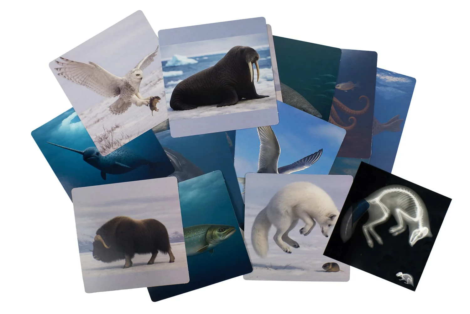 Arctic Animals Picture Cards and X-rays