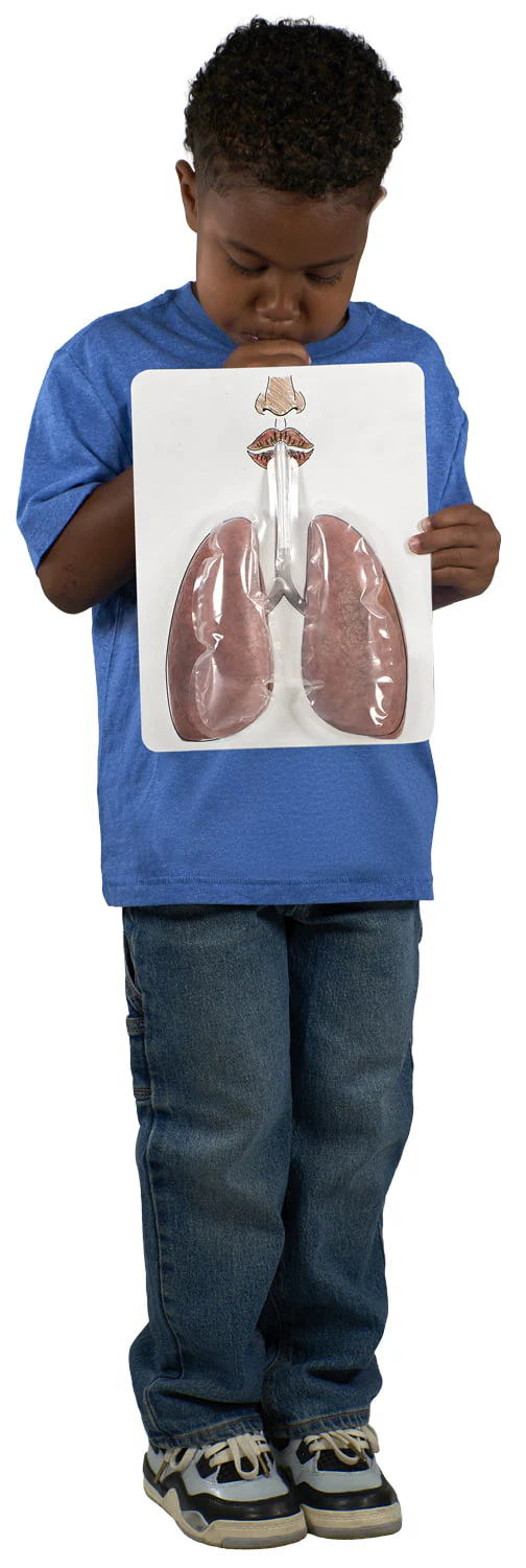 Big Breath Respiratory System Model - Image 2