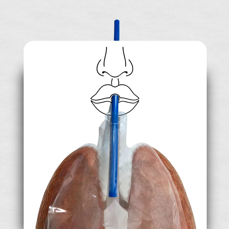 Big Breath Respiratory System Model - Image 4