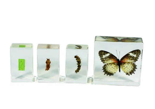 Butterfly Lifecycle