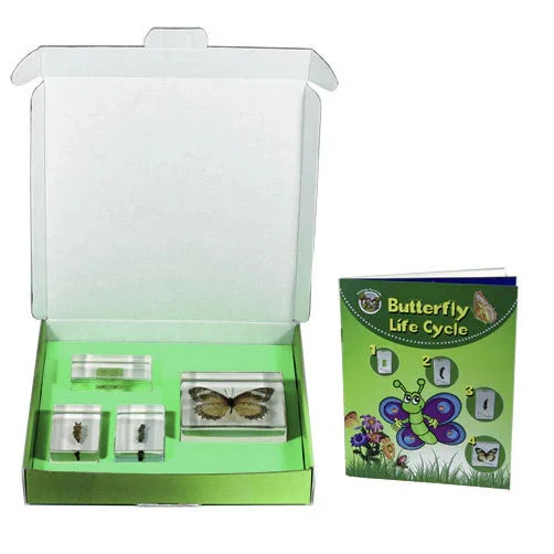 Butterfly Lifecycle - Image 2