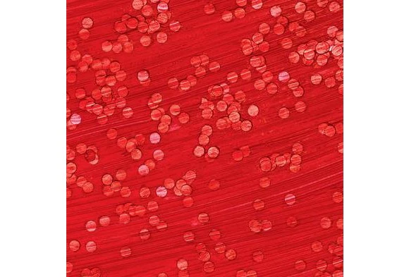 Colorations Confetti Paint Red 16 oz
