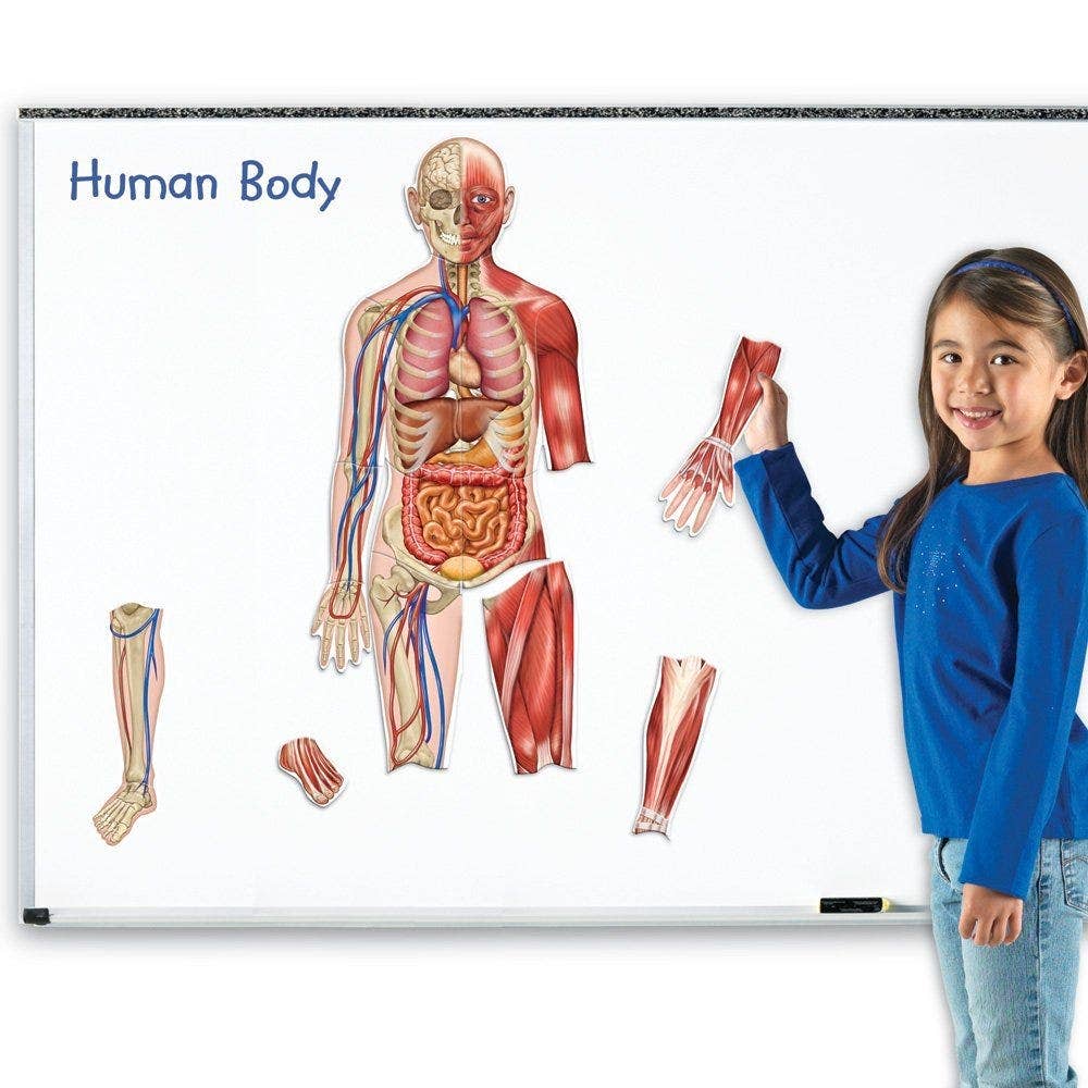 Double Sided Magnetic Human Body - Image 2