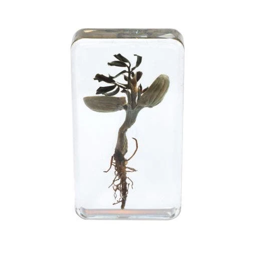 Excellerations Acrylic Specimen Plant Life Cycle Set Of 4 - Image 2