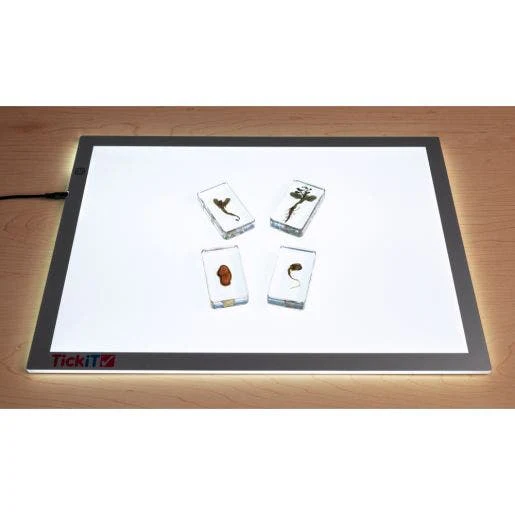 Excellerations Acrylic Specimen Plant Life Cycle Set Of 4 - Image 3
