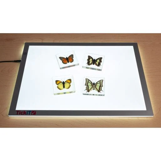 Excellerations Acrylic Specimens Butterfly Set Of 4 - Image 3