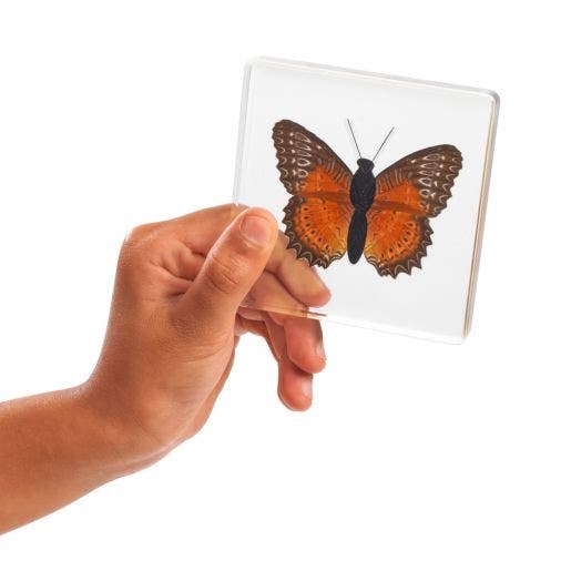 Excellerations Acrylic Specimens Butterfly Set Of 4 - Image 5