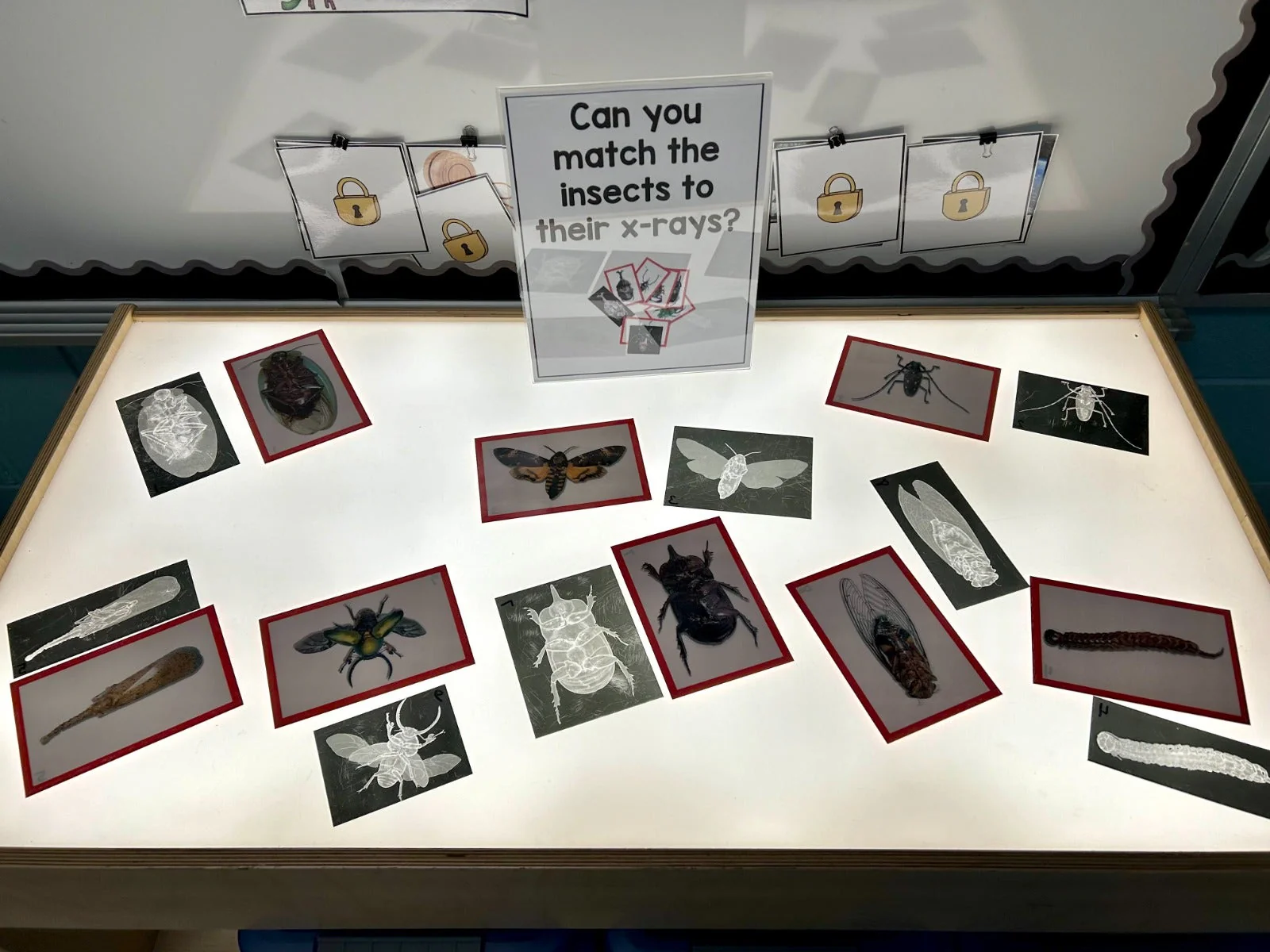 Insect X-Rays and Picture Cards - Image 6