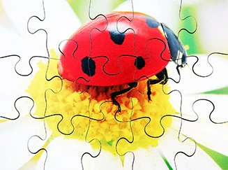Insects Set of 8 Wooden Puzzles - Image 6
