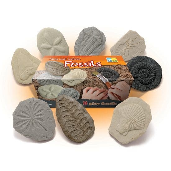 Lets Investigate Fossils - Image 2