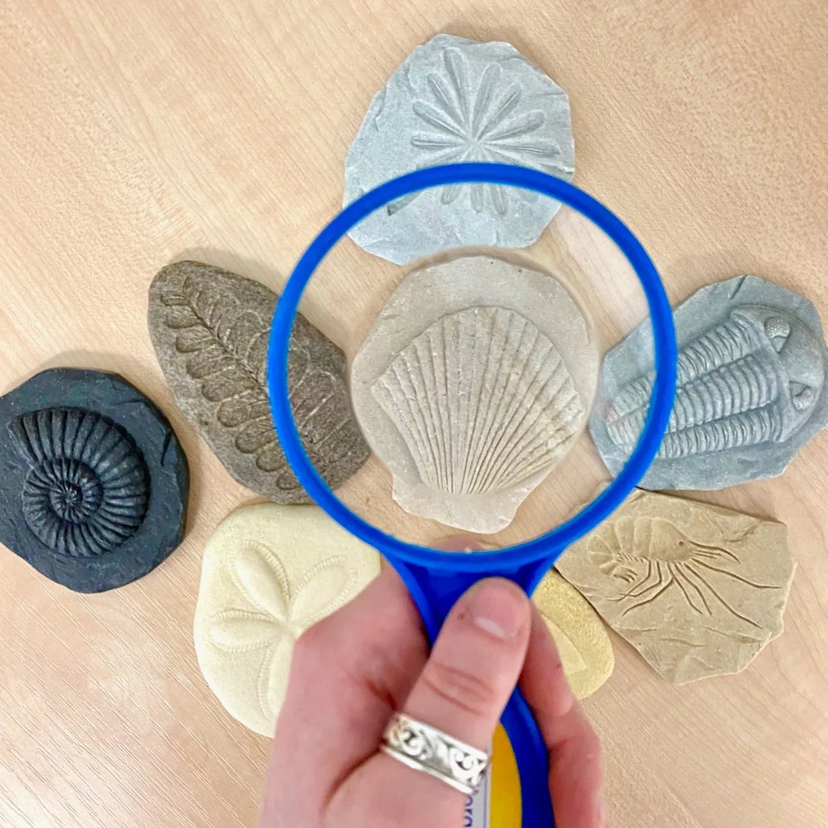 Lets Investigate Fossils - Image 3