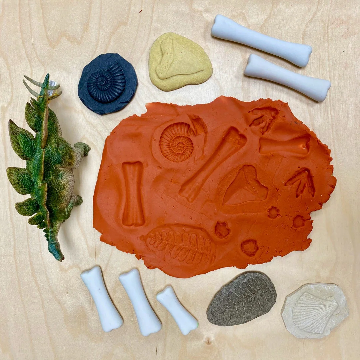 Lets Investigate Fossils - Image 4