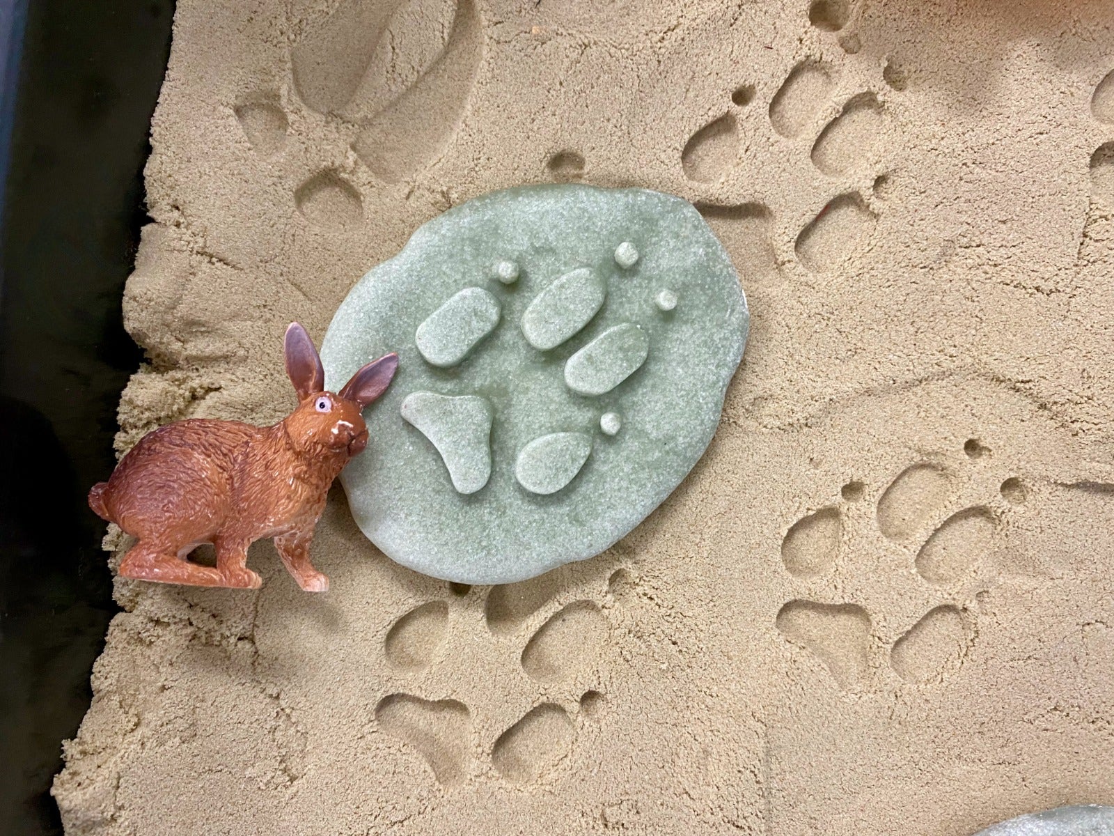 Lets Investigate Woodland Footprints - Image 7