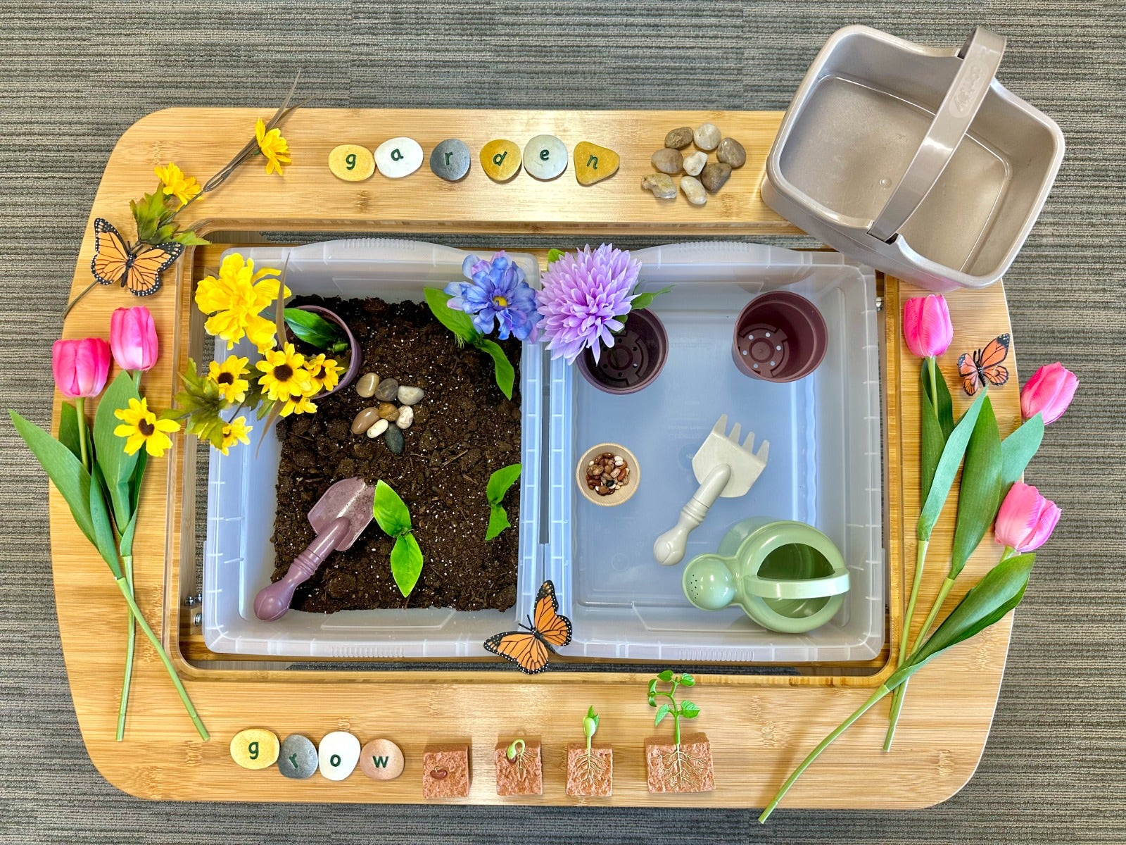 Life Cycle of a Green Bean Plant - Image 3