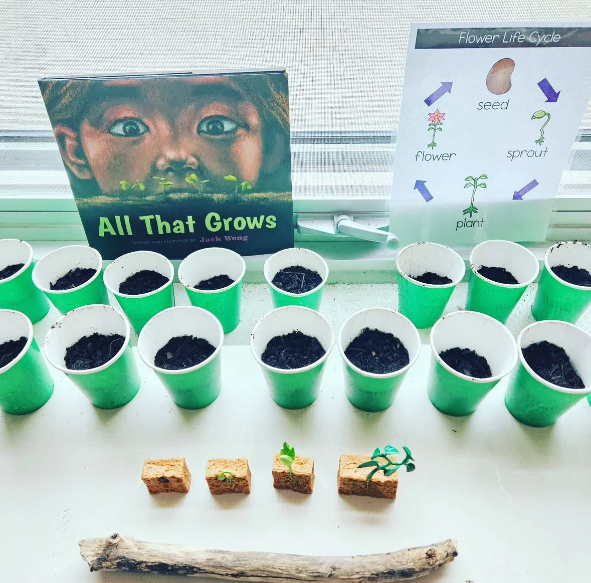 Life Cycle of a Green Bean Plant - Image 5