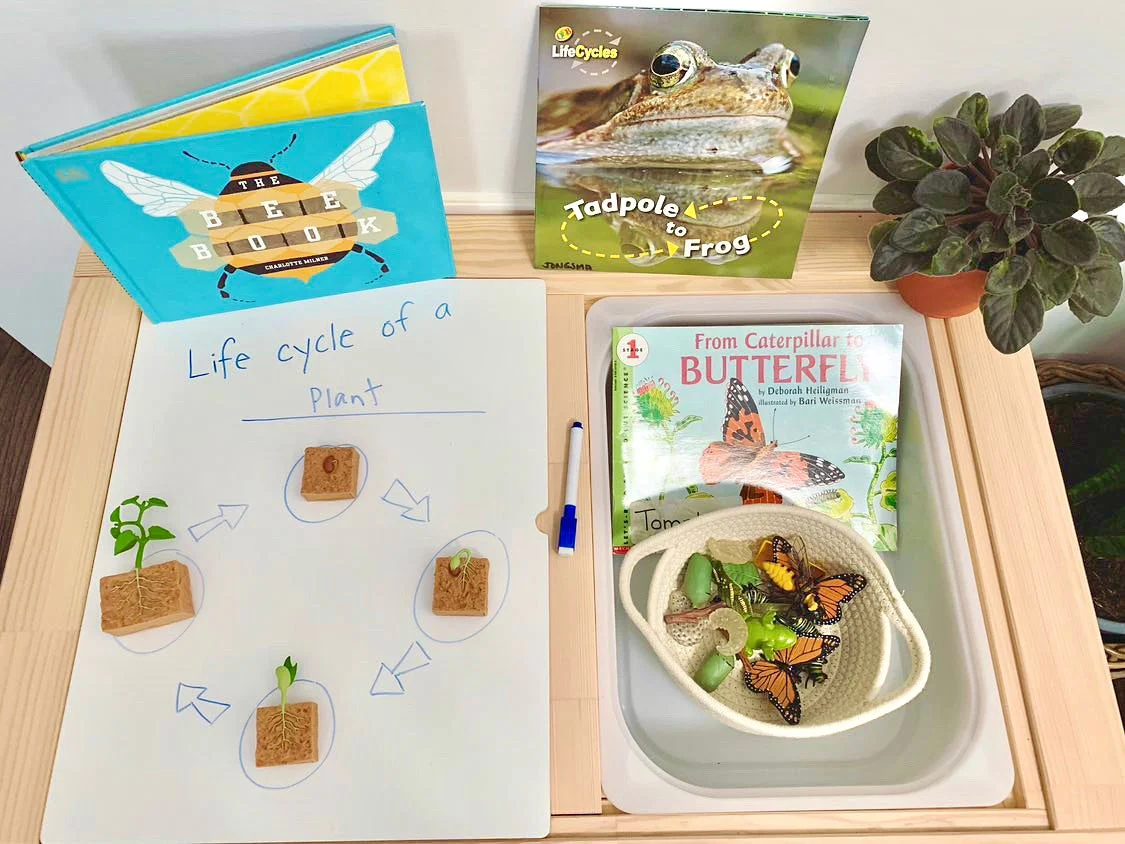 Life Cycle of a Green Bean Plant - Image 6