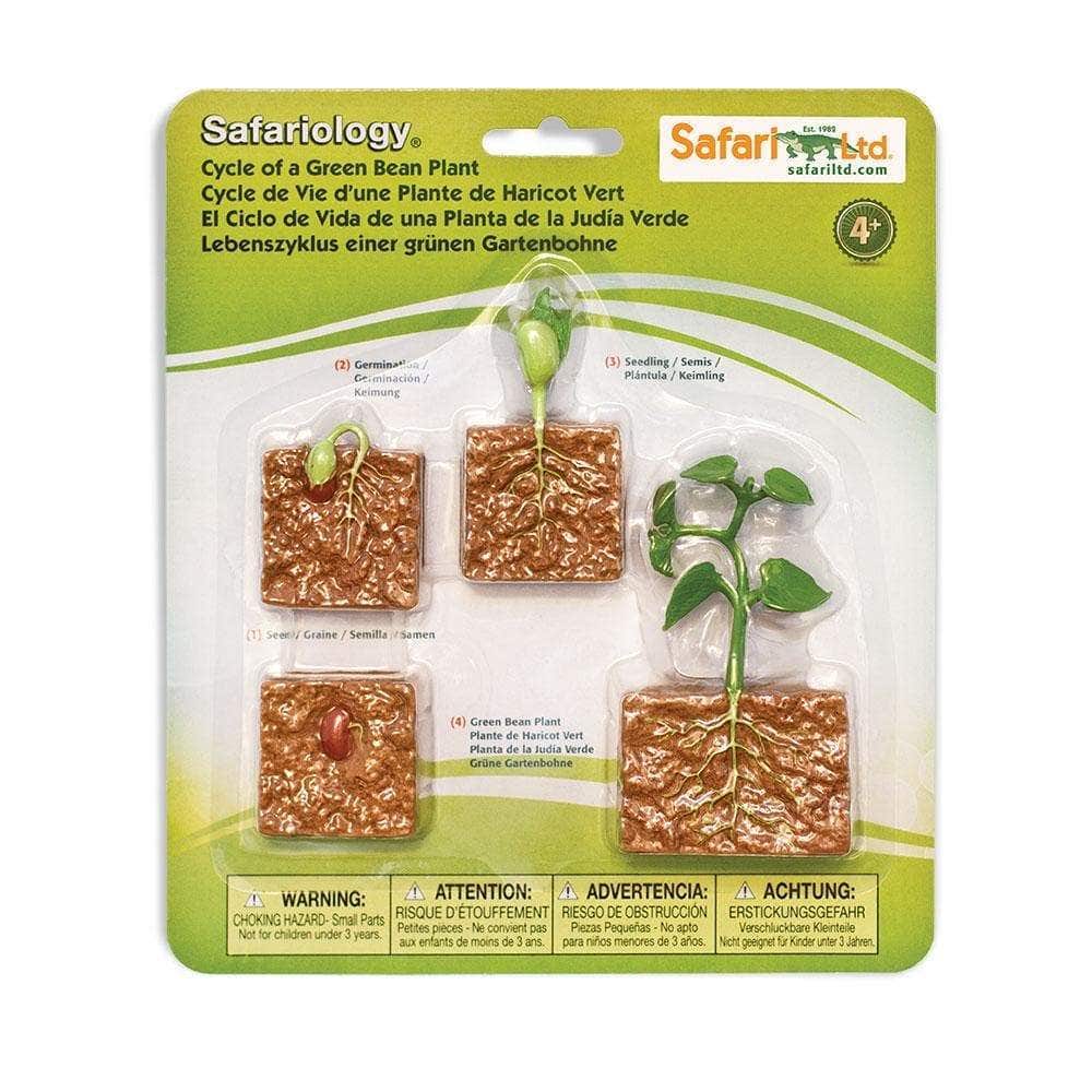 Life Cycle of a Green Bean Plant - Image 7