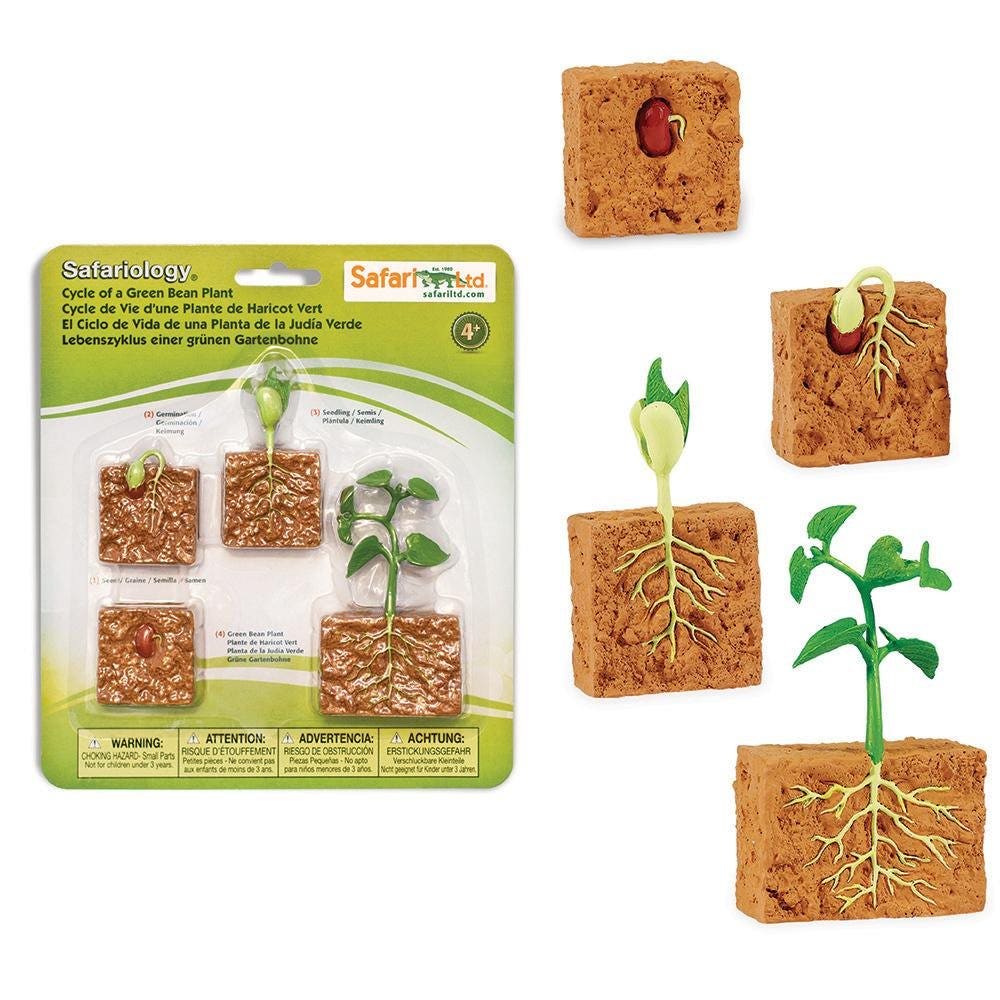 Life Cycle of a Green Bean Plant - Image 8