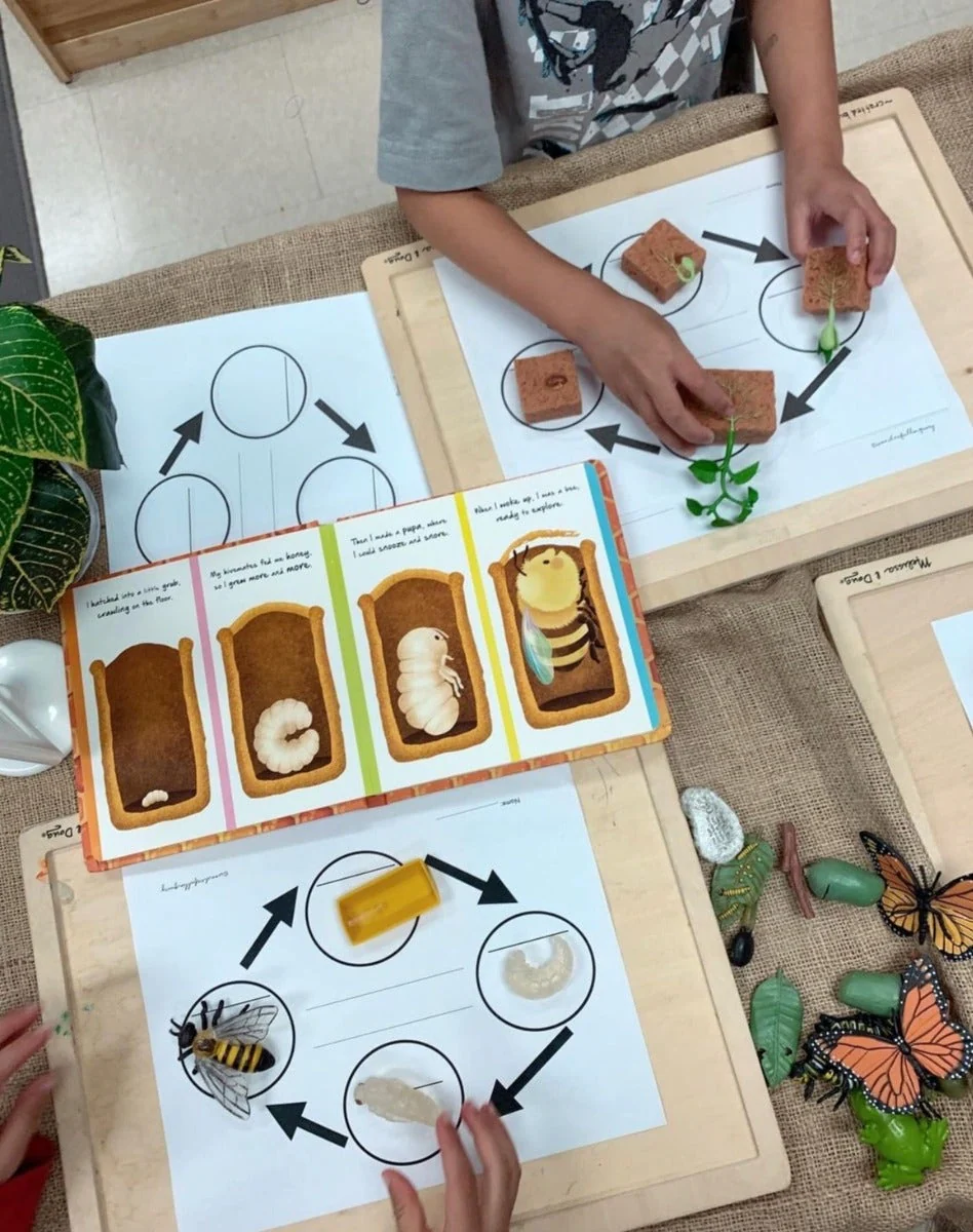 Life Cycle of a Honey Bee - Image 3