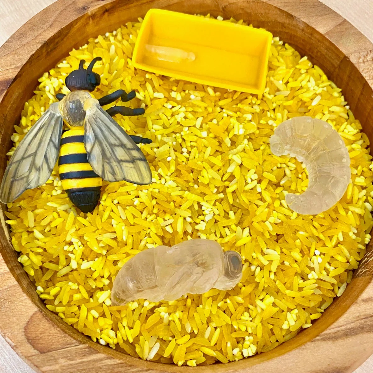 Life Cycle of a Honey Bee - Image 4