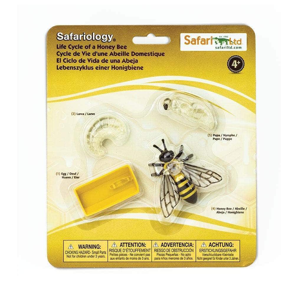 Life Cycle of a Honey Bee - Image 6