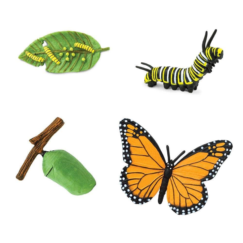 Life Cycle of a Monarch Butterfly - Image 6