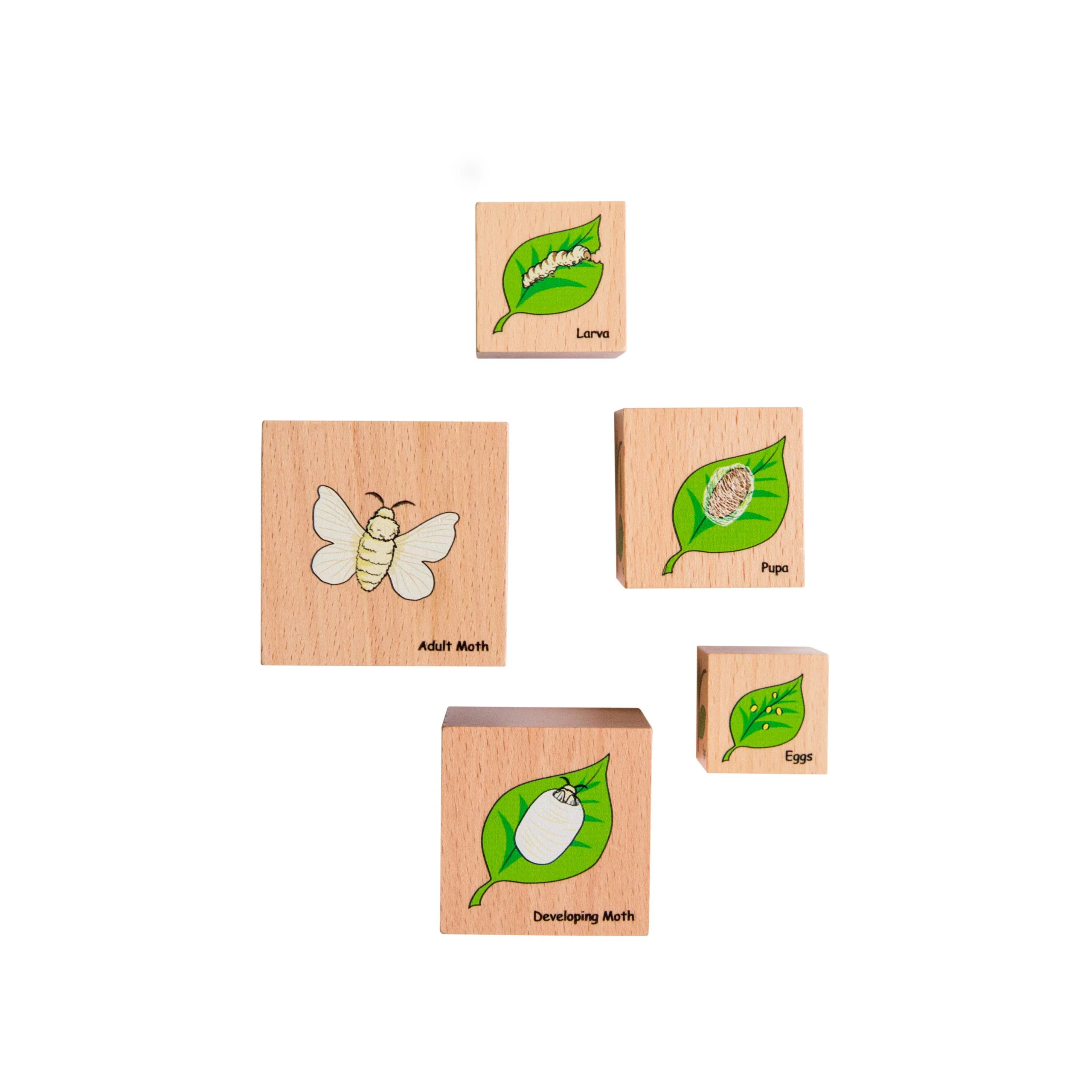 Life Cycle Wooden Blocks - Image 2