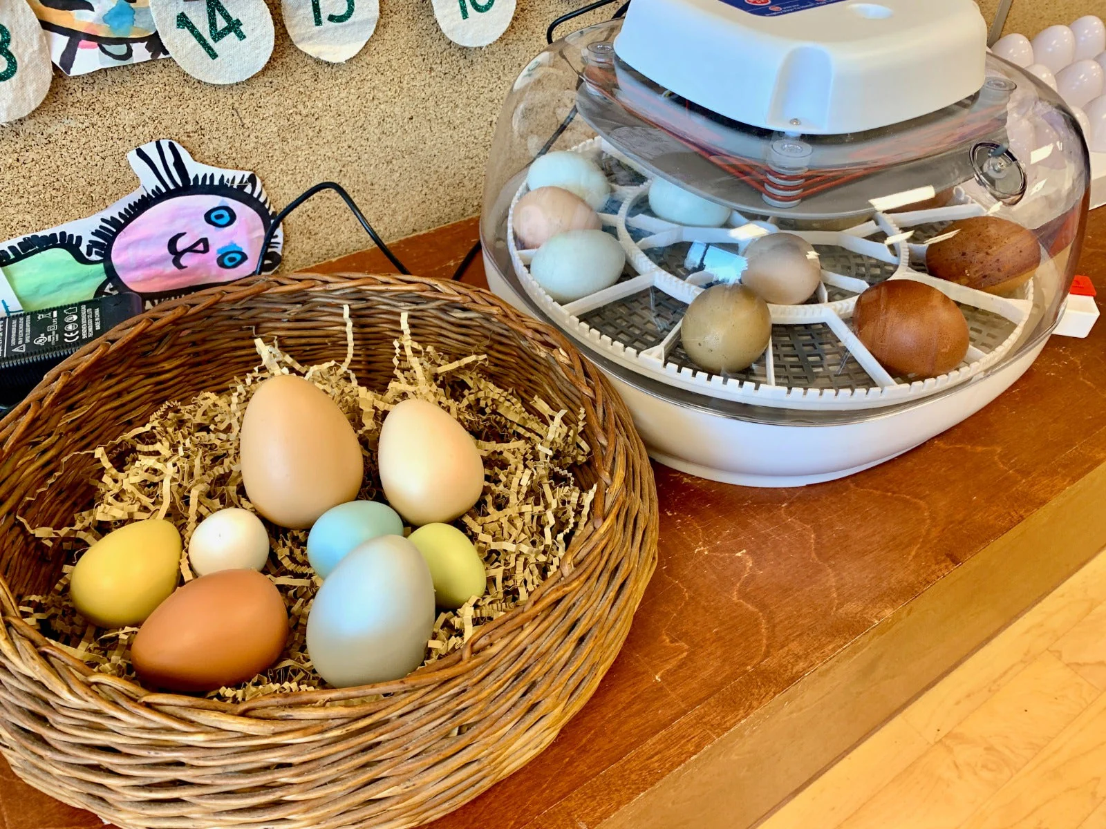 Size-Sorting Eggs Set of 8 - Image 4