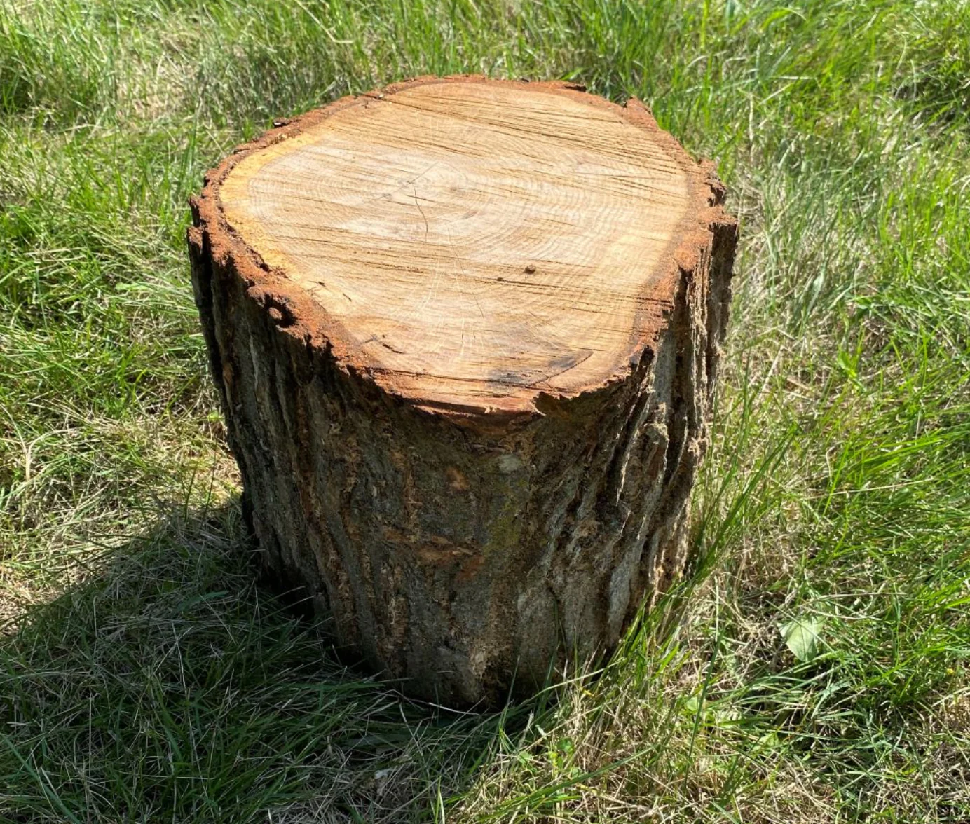 Stump Stool 10 inch by Naturally Inspired Play - Image 3