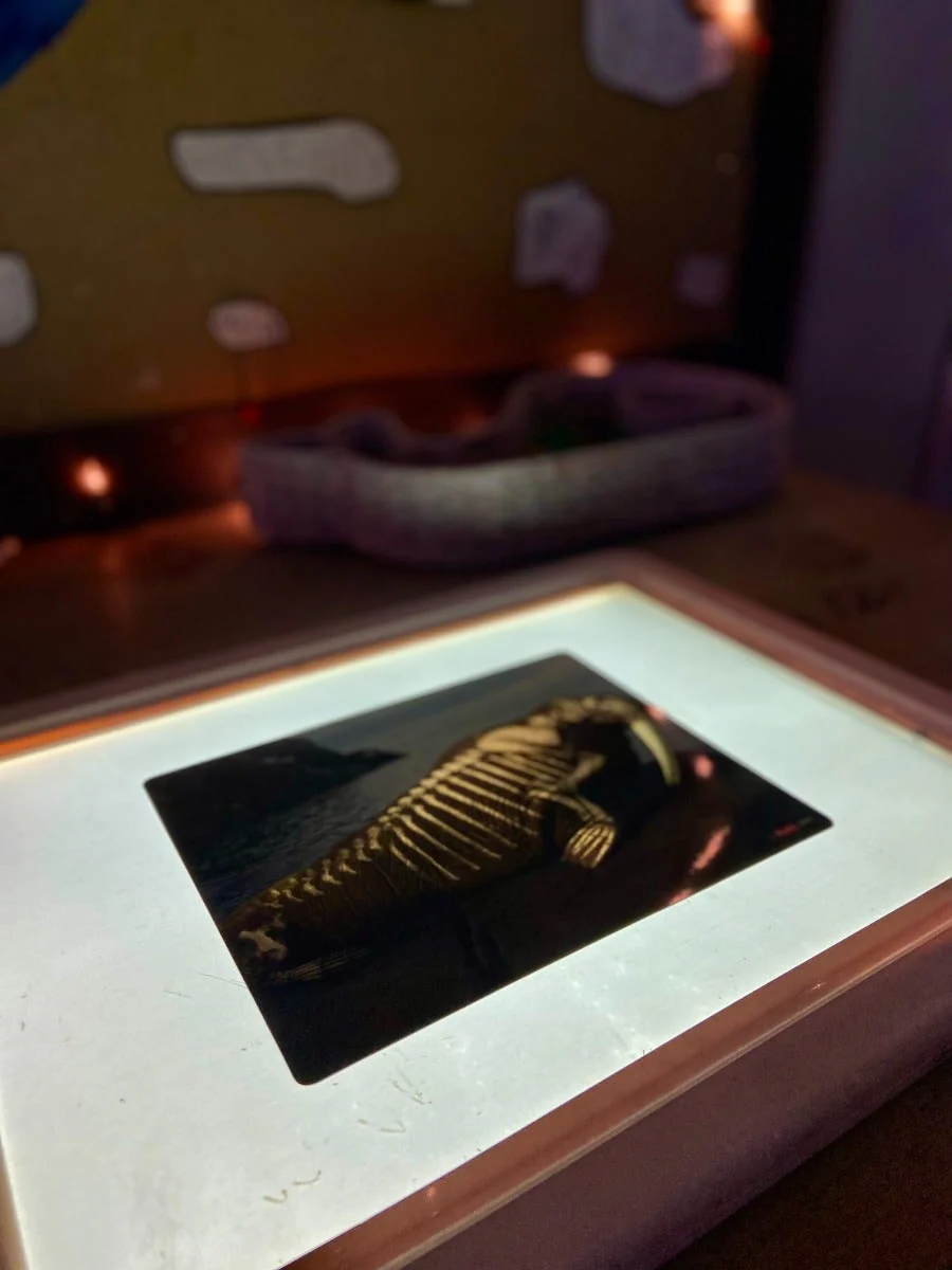 Whats Inside Animals X-Ray Cards - Image 2
